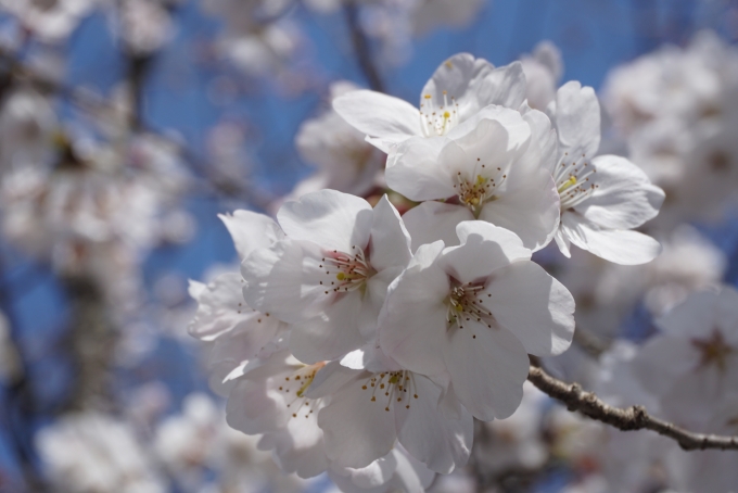 鉄道乗車記録の写真:旅の思い出(20)        「平等院で咲いている桜を拡大」