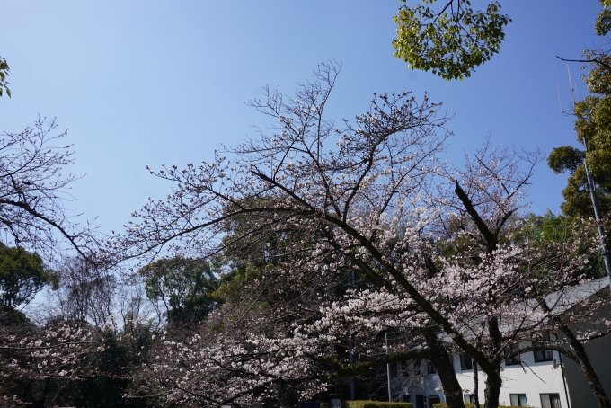 鉄道乗車記録の写真:旅の思い出(16)        「石清水八幡宮の桜」