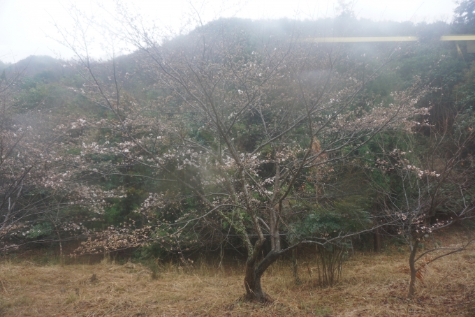 鉄道乗車記録の写真:車窓・風景(41)        「寒河駅にある桜」