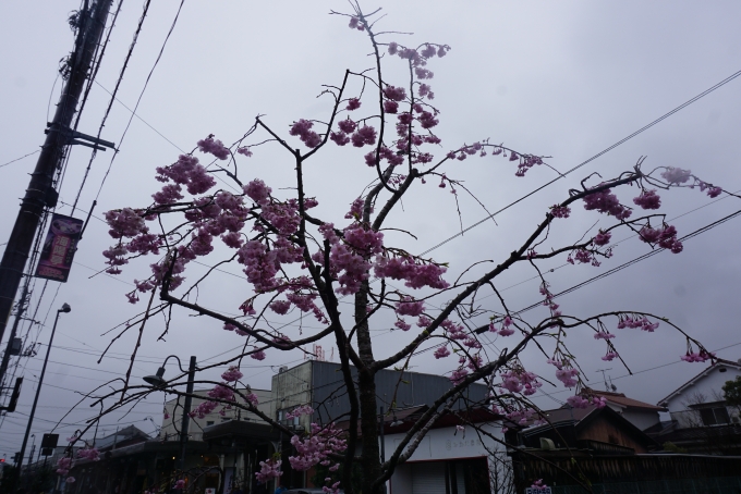 鉄道乗車記録の写真:旅の思い出(53)        「境港駅近くで咲いている桜」