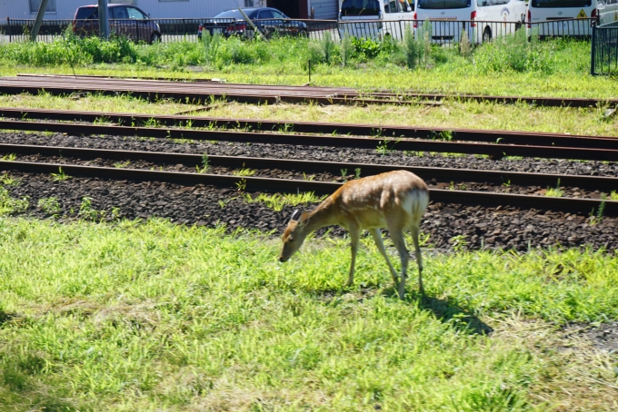 鉄道乗車記録の写真:車窓・風景(15)        「厚岸駅近くにいた鹿」