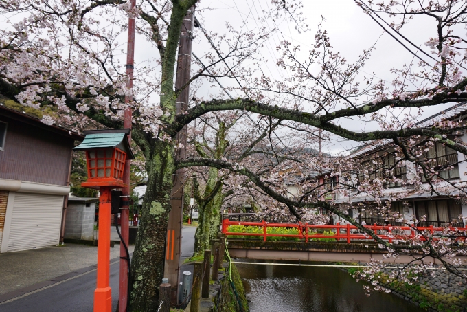 鉄道乗車記録の写真:旅の思い出(3)        「城崎温泉の桜」