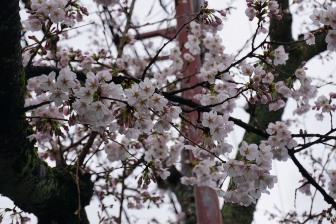 鉄道乗車記録の写真:旅の思い出(4)        「城崎温泉の桜」