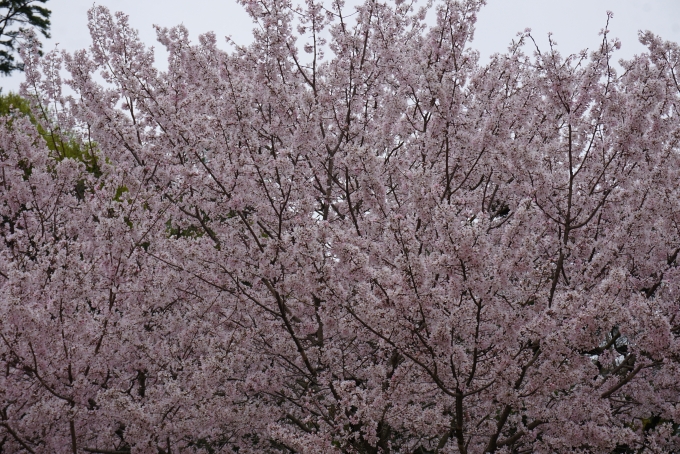 鉄道乗車記録の写真:旅の思い出(21)        「栗林公園の桜」