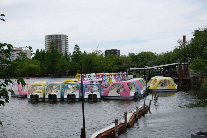 鉄道乗車記録の写真:旅の思い出(6)        「上野公園、不忍池にあるボート」