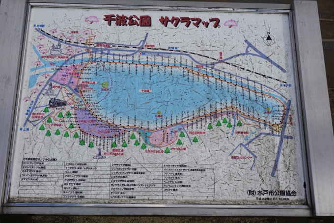 鉄道乗車記録の写真:旅の思い出(6)        「千波公園サクラマップ」