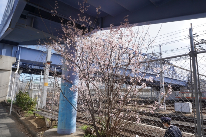 鉄道乗車記録の写真:旅の思い出(22)        「城海津跨線橋の下で咲いている桜」