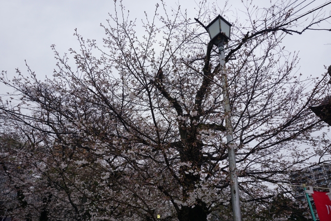 鉄道乗車記録の写真:旅の思い出(16)        「蓮馨寺で咲いている桜その1」