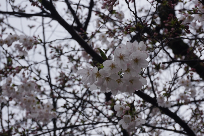 鉄道乗車記録の写真:旅の思い出(17)        「蓮馨寺で咲いている桜その2」