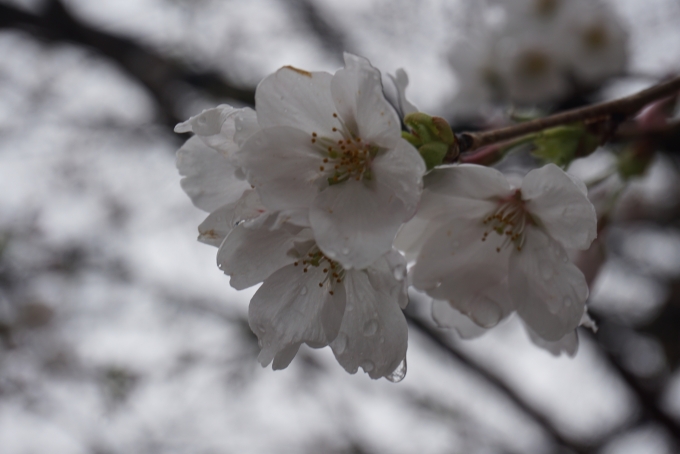 鉄道乗車記録の写真:旅の思い出(18)        「蓮馨寺で咲いている桜その3」