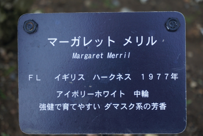 鉄道乗車記録の写真:旅の思い出(33)        「マーガレットメリル」
