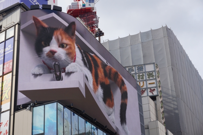 鉄道乗車記録の写真:旅の思い出(10)        「クロス新宿ビジョンの猫その1」