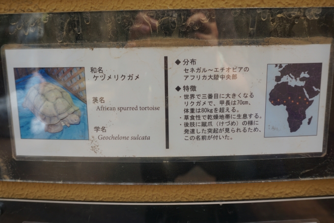 鉄道乗車記録の写真:旅の思い出(34)        「ケヅメリクガメ詳細」