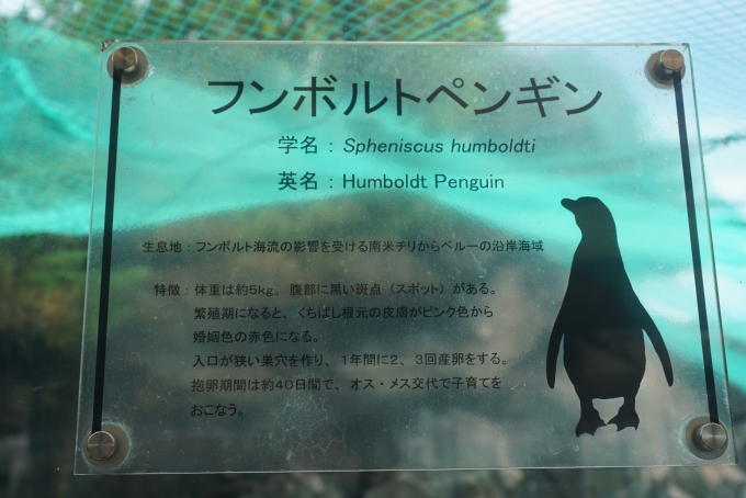 鉄道乗車記録の写真:旅の思い出(49)        「フンボルトペンギン詳細」