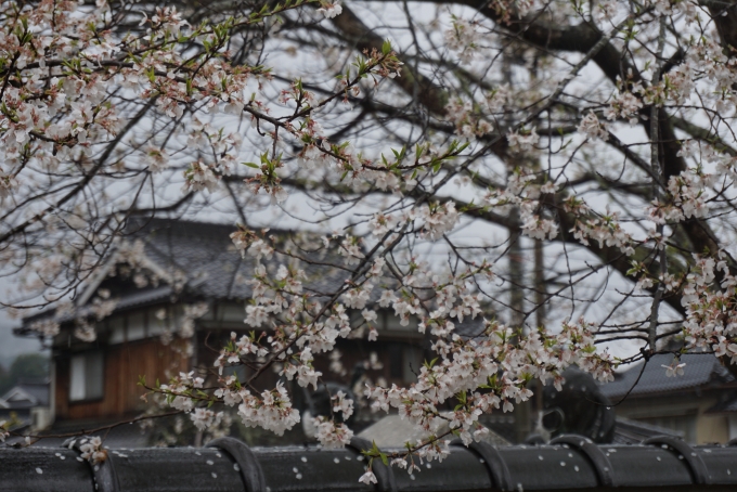 鉄道乗車記録の写真:旅の思い出(12)        「宮本武蔵銅像前にある桜」