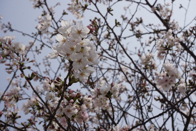 鉄道乗車記録の写真:旅の思い出(23)        「呉駅前に咲いていた桜」