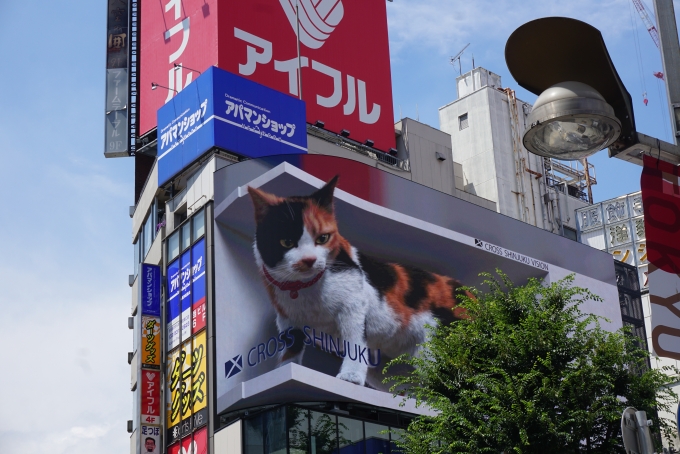 鉄道乗車記録の写真:旅の思い出(7)        「クロス新宿ビジョン
3D映像の猫3」