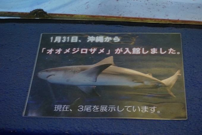 鉄道乗車記録の写真:旅の思い出(25)        「京急油壷マリンパークのオオメジロザメ詳細」