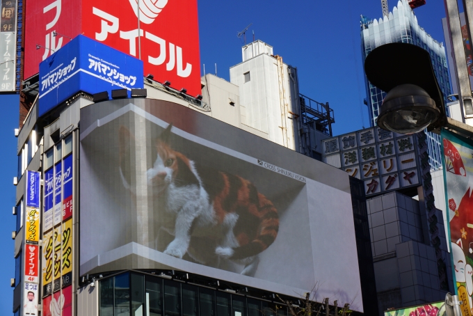鉄道乗車記録の写真:旅の思い出(6)        「クロス新宿ビジョンの猫」