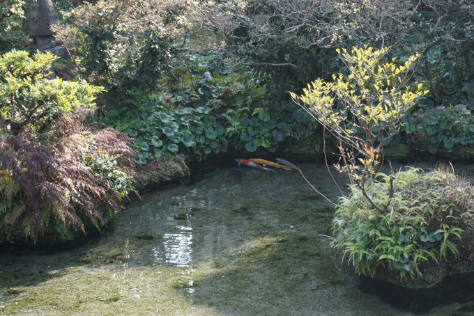 鉄道乗車記録の写真:旅の思い出(32)        「湧水庭園四明荘で泳いでいる鯉その4」