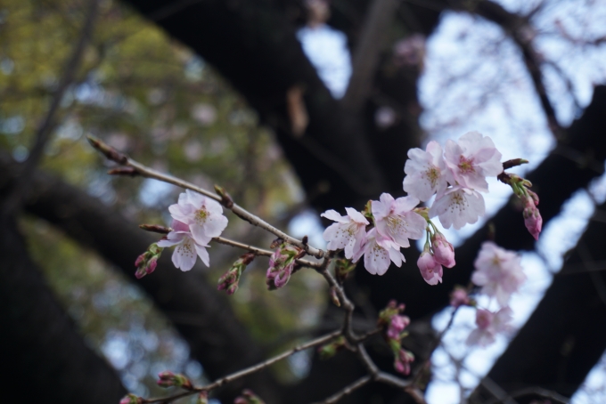鉄道乗車記録の写真:旅の思い出(7)        「上野恩賜公園の桜その1」