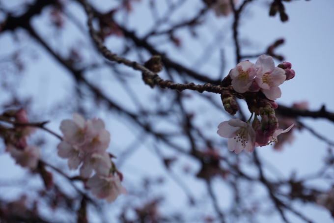 鉄道乗車記録の写真:旅の思い出(8)        「上野恩賜公園の桜その2」