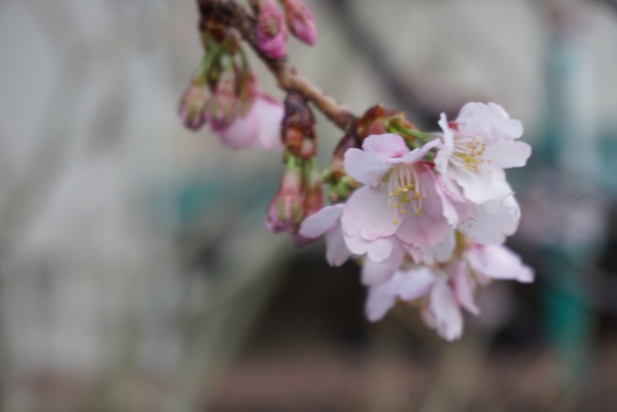 鉄道乗車記録の写真:旅の思い出(9)        「上野恩賜公園の桜その3」
