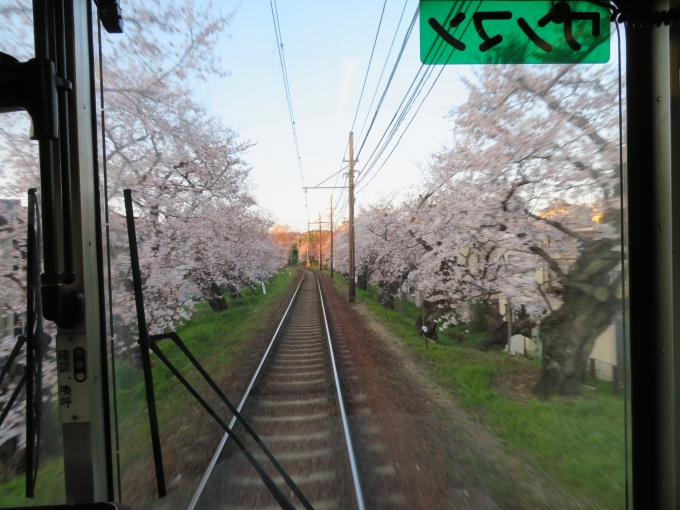 鉄道乗車記録の写真:車窓・風景(3)        「桜のトンネルを通過しています。」