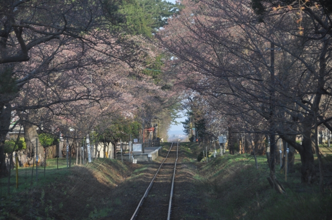 鉄道乗車記録の写真:車窓・風景(3)        「　桜の満開はもう少し先です。」