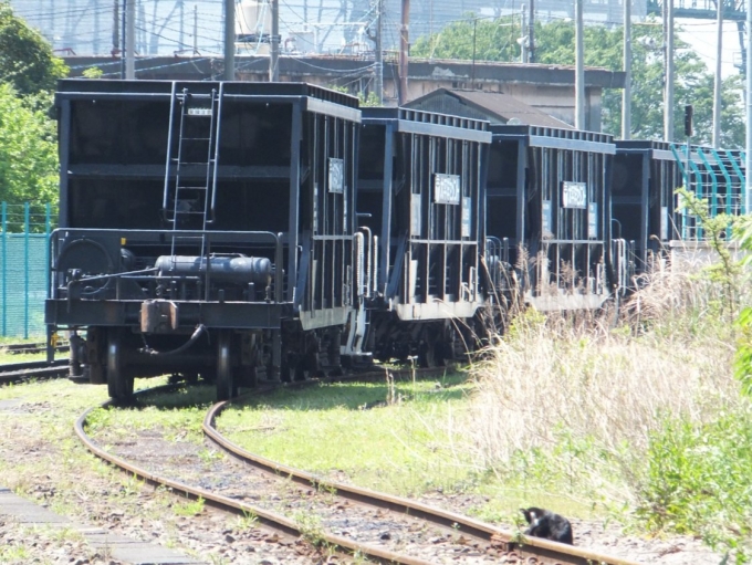 鉄道乗車記録の写真:車窓・風景(1)          「扇町駅の先には、三井埠頭まで線路が伸びていて、秩父鉄道との間に貨物列車が走っている。
なお、扇町駅は猫がチラホラいるので（写真にも写ってる）、猫好きの間では結構有名らしい。」