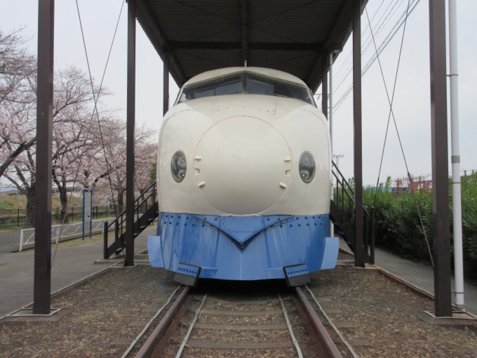 鉄道乗車記録の写真:旅の思い出(4)        「0系新幹線は懐かしいです。
ちょうど桜も咲いていてとても綺麗でした。」