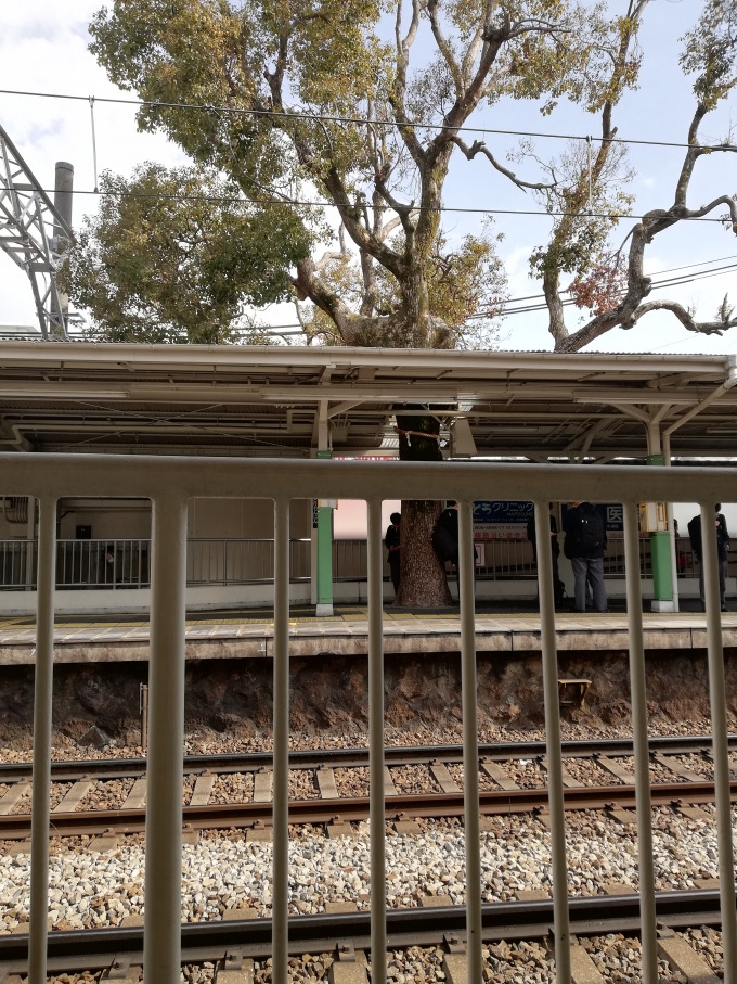 鉄道乗車記録の写真:駅舎・駅施設、様子(2)        「駅ホームにある御神木です。」