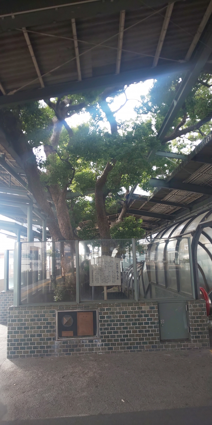 鉄道乗車記録の写真:駅舎・駅施設、様子(2)        「萱島駅ホームと屋根をぶち抜くクスノキ」