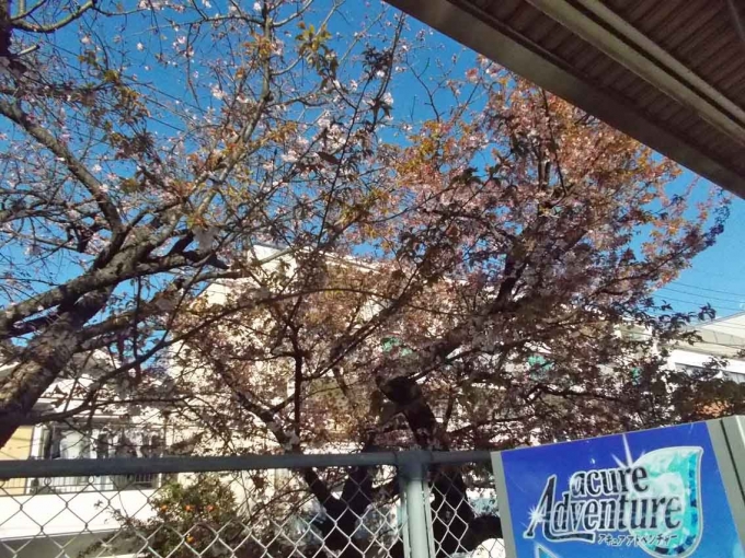 鉄道乗車記録の写真:旅の思い出(2)        「異常気象級の暖冬の影響で谷保駅前の桜は既に開花しています。」
