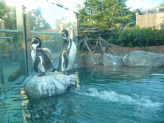 鉄道乗車記録の写真:旅の思い出(1)          「東武動物公園のペンギンです。」
