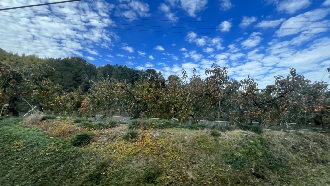 鉄道乗車記録の写真:車窓・風景(6)        「九度山の富有柿」