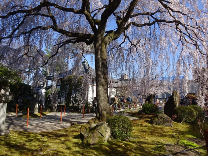 鉄道乗車記録の写真:旅の思い出(1)        「本満寺のしだれ桜。
満開、快晴、最高。」
