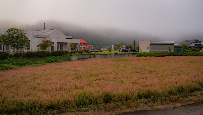鉄道乗車記録の写真:車窓・風景(6)        「珍しい赤い蕎麦の花」
