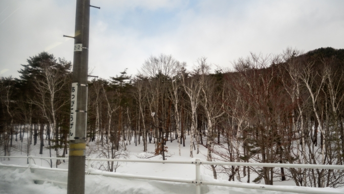 鉄道乗車記録の写真:車窓・風景(13)        「安比高原駅周りにある白樺林。だいぶ雪も深くなってきました。」