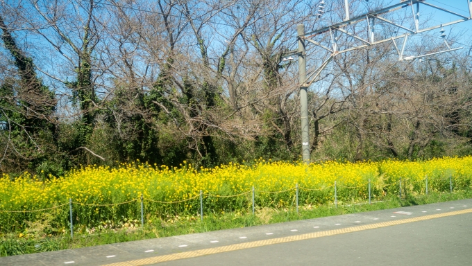 鉄道乗車記録の写真:車窓・風景(5)        「ホーム横にも菜の花が植えられ眼を楽しませてくれます」