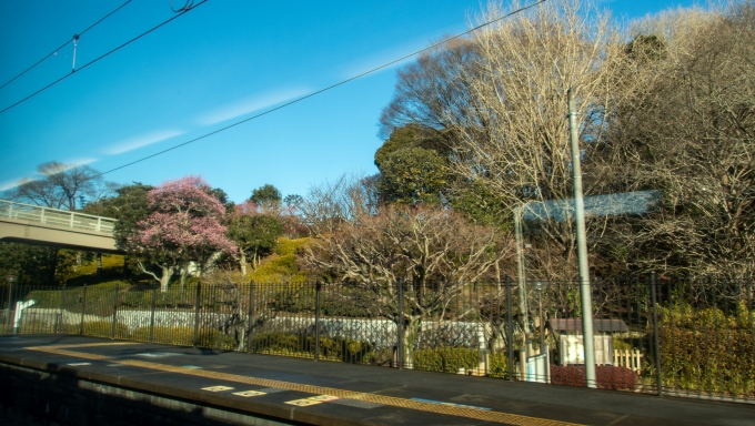 鉄道乗車記録の写真:車窓・風景(7)        「梅まつりが始まっている偕楽園では、早咲きの梅が少し早めの春の訪れを告げています。」