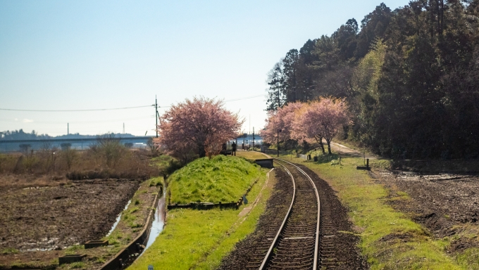 鉄道乗車記録の写真:車窓・風景(4)        「桜が咲き始めた中根駅。
4～5人の方がカメラを構えていました。」