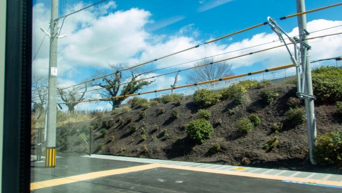 鉄道乗車記録の写真:車窓・風景(23)        「除染のために一度切られてしまった夜ノ森駅のツツジ。2021年には花を咲かせたようです。」