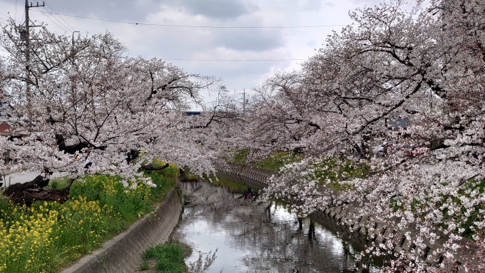 鉄道乗車記録の写真:旅の思い出(5)        「五条川の桜」