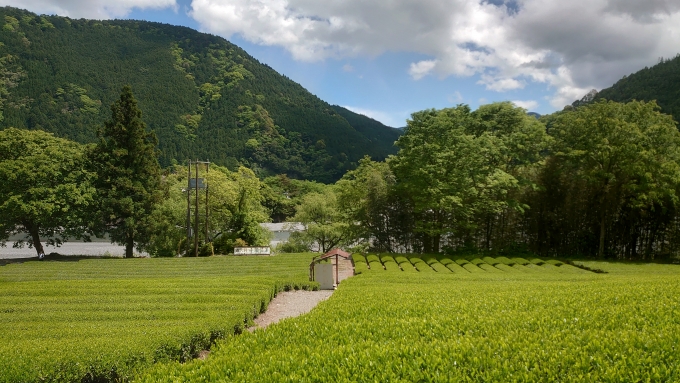 鉄道乗車記録の写真:車窓・風景(5)        「茶畑」