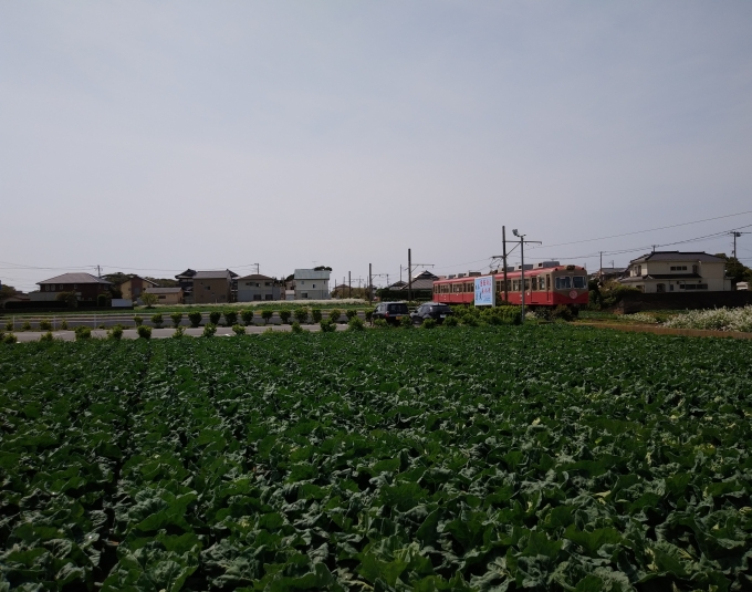 鉄道乗車記録の写真:車窓・風景(3)        「犬吠踏切を通過し、キャベツ畑の横を外川駅に向かっていく」