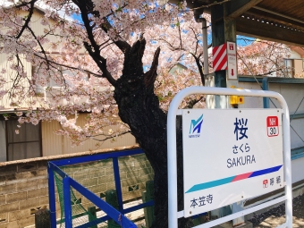 桜 写真:駅名看板