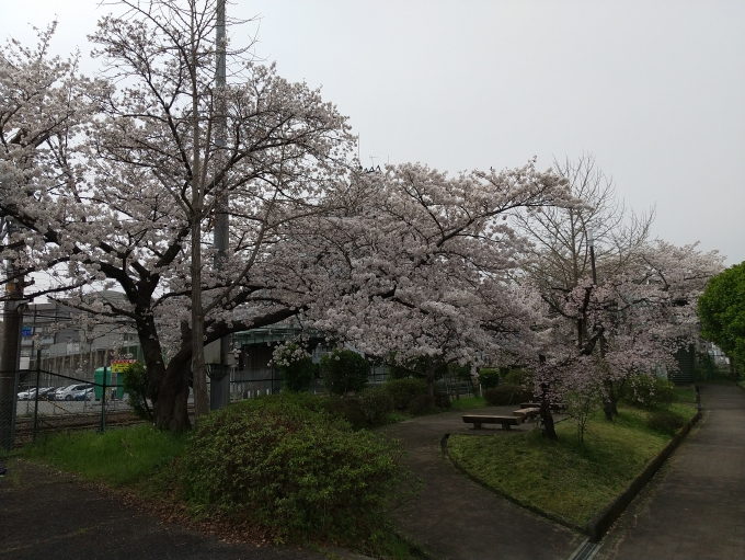 鉄道乗車記録の写真:旅の思い出(9)        「公園の桜が満開でした。」