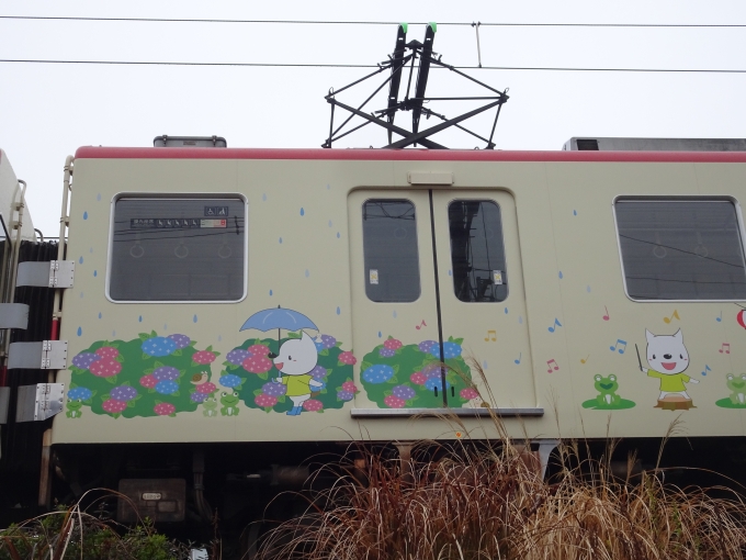 鉄道乗車記録の写真:列車・車両の様子(未乗車)(23)        「5113(夏)其の伍、｢梅雨❷(あじさい)｣です。」
