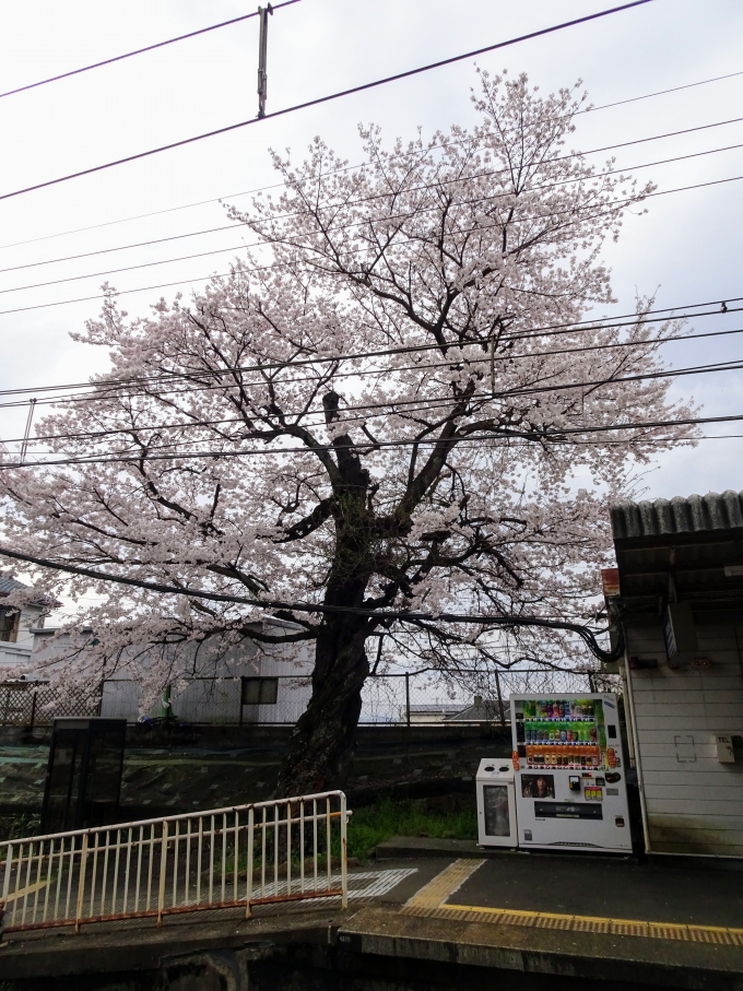 鉄道乗車記録の写真:旅の思い出(2)        「穴太駅の桜がほぼ満開です。」